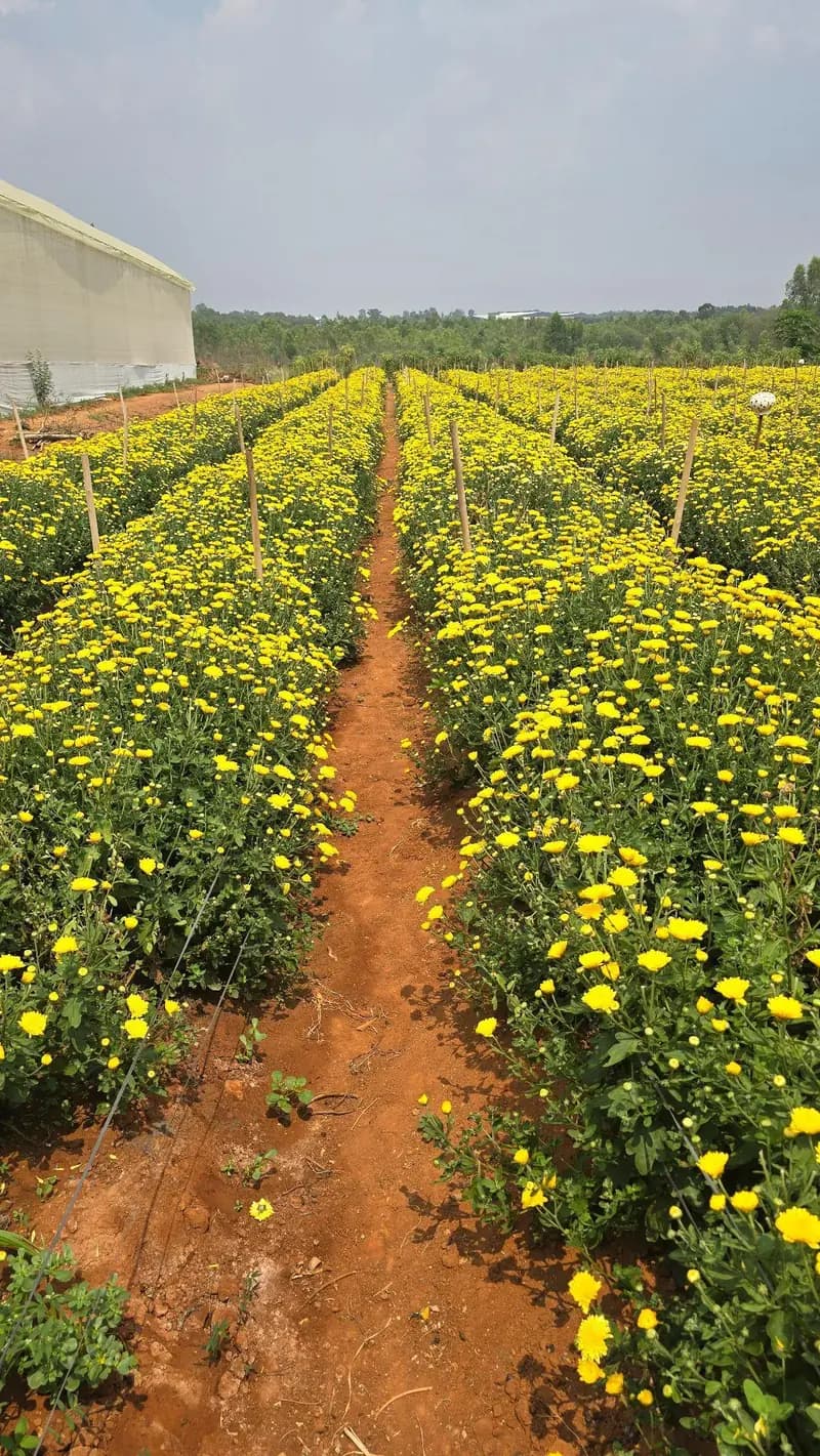 Rows of yellow chrysanthemums in an open field, with a narrow dirt path between them