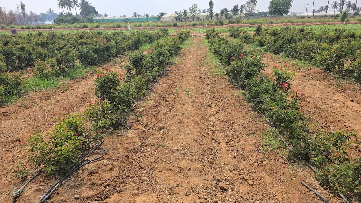 Rows of flowering shrubs in an open field, with paths of different widths between them