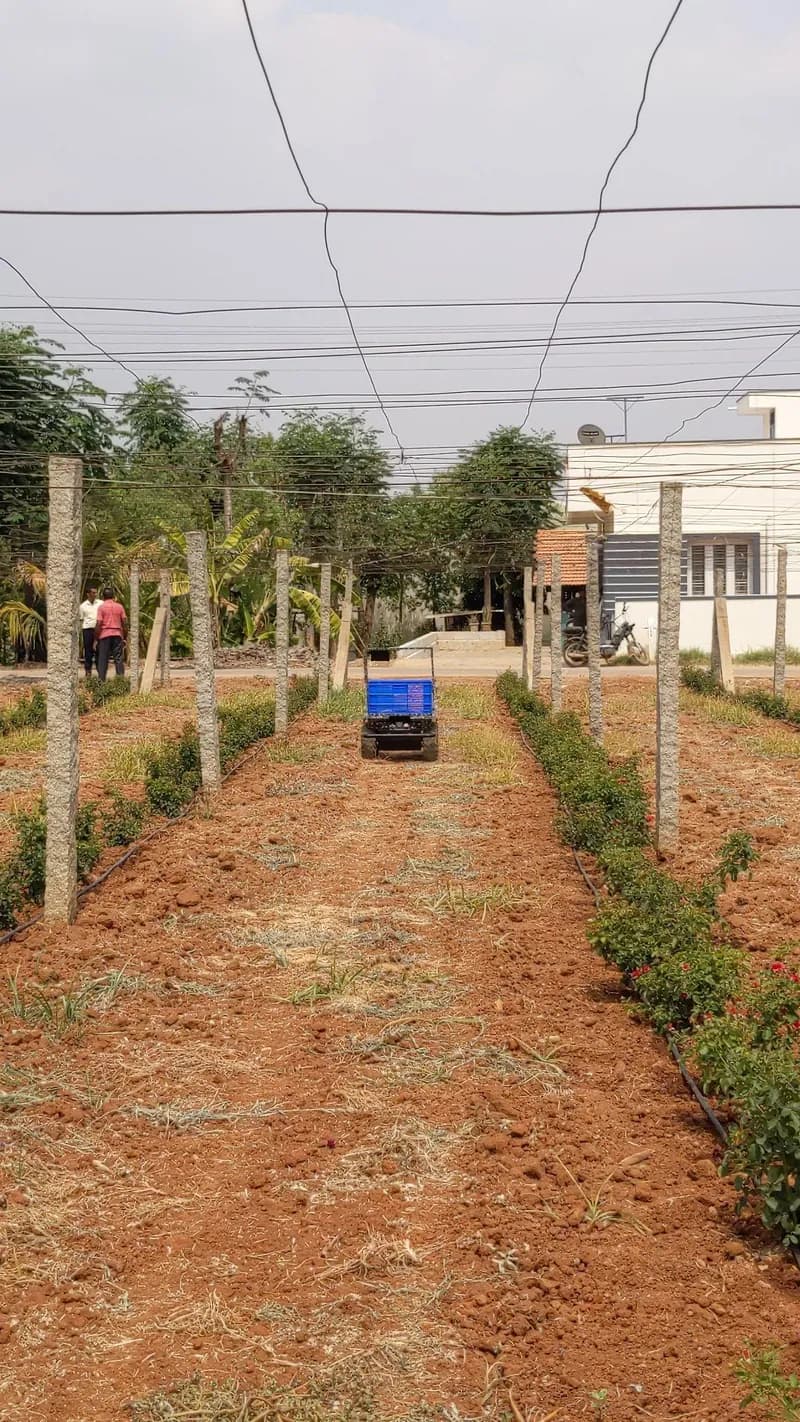 A long row between trellis posts and overhead wires, with the robot and a blue crate at the far end