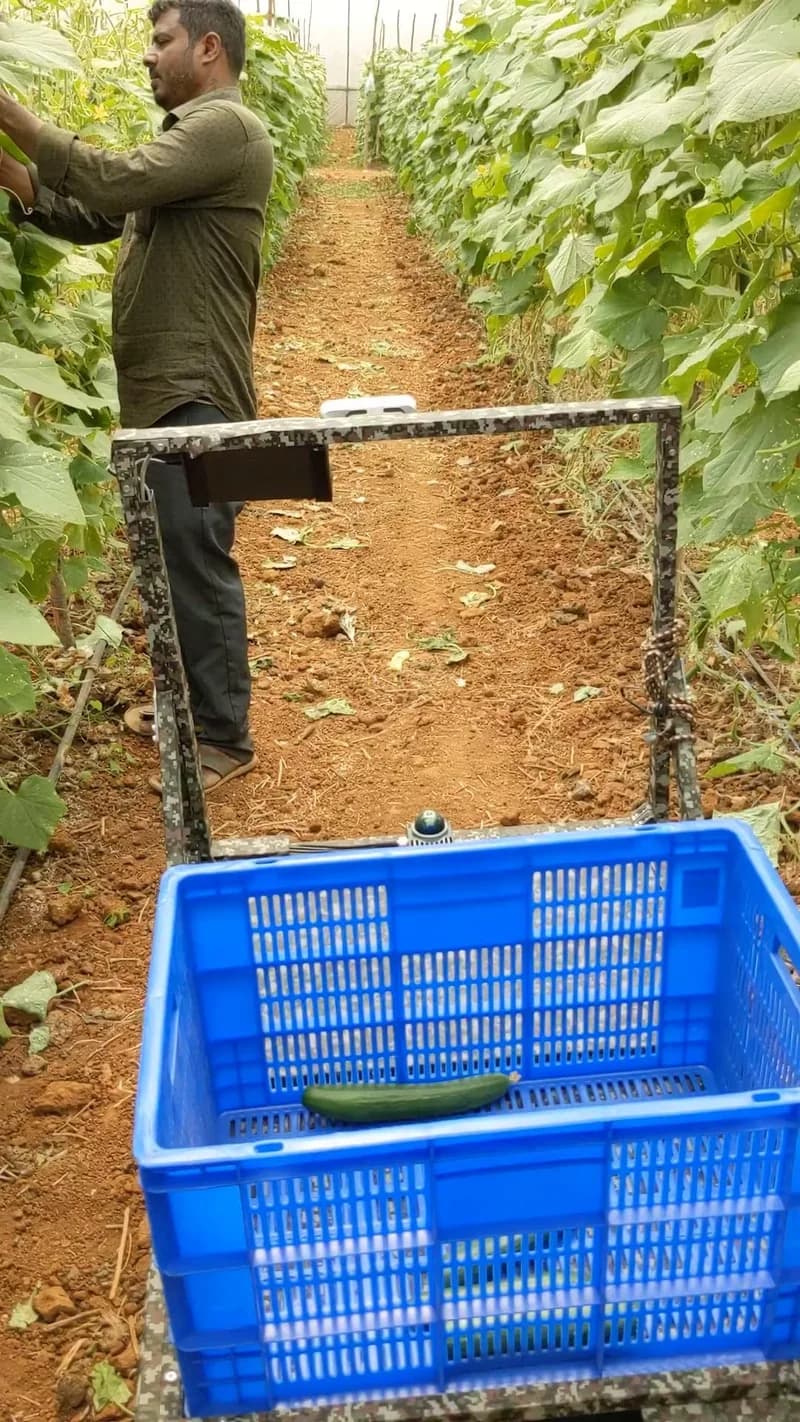 A person picking cucumbers into a blue crate on the robot, in a narrow row of tall climbing plants