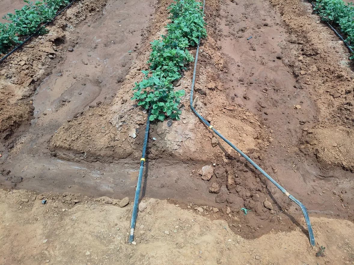 A drip irrigation line crossing a muddy path between two planted beds