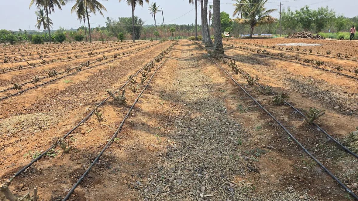 Bare crop beds with black drip irrigation lines running along them